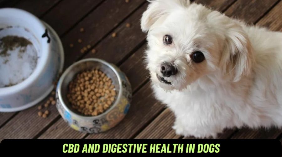 CBD and Digestive Health in Dogs: Soothing Troubled Tummies
