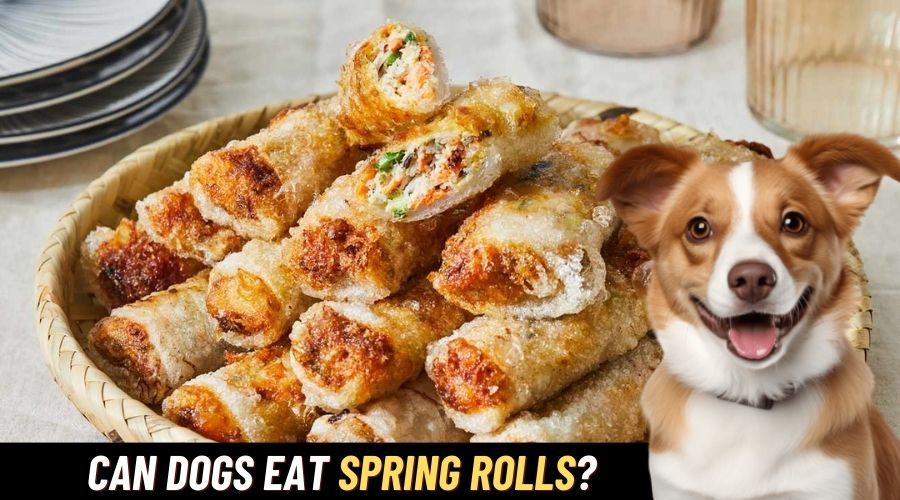 Can Dogs Eat Spring Rolls? (My Dog Ate, What To Do?)